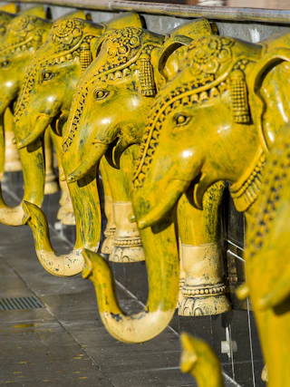 elephants