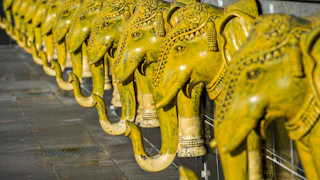 elephants