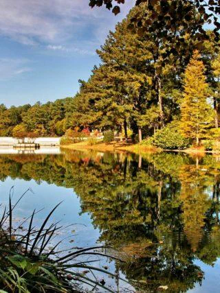 lake and trees