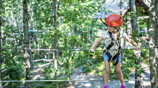 Treetop quest 2c168065 46c8 47c3 b238 d953f21be513