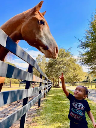 A young child points up at a brown horse standing behind a black fence on a sunny day.